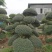 日本冬青（造型树，假植苗）