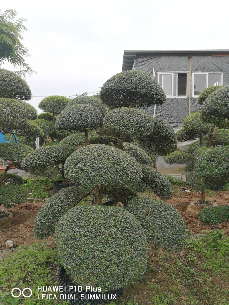 日本冬青（造型树，假植苗）