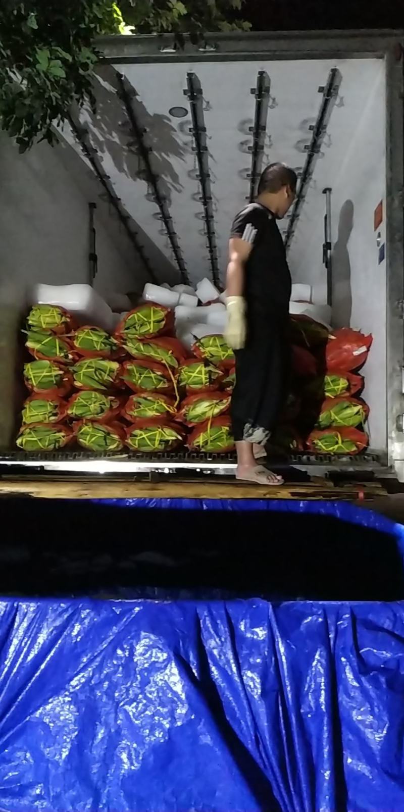 玉米彩甜糯玉米七彩花糯玉米欢迎前来采购