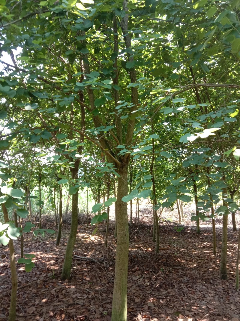 宫粉紫荊，秋枫，风玲……