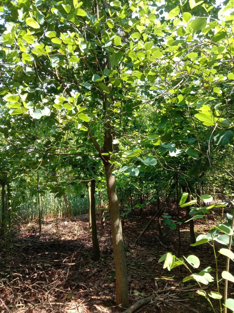 宫粉紫荊，秋枫，风玲……