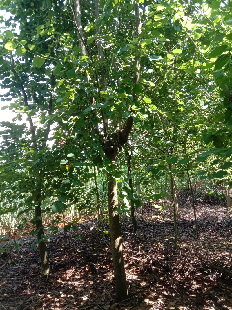 宫粉紫荊，秋枫，风玲……