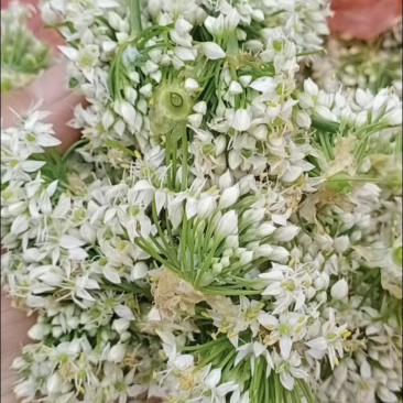 韭菜花量大。