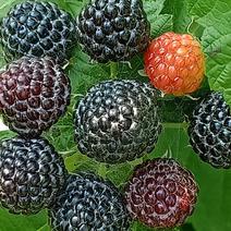 供俄罗斯黑树莓苗，当年栽苗当年挂果，产量高，吃起来特别甜