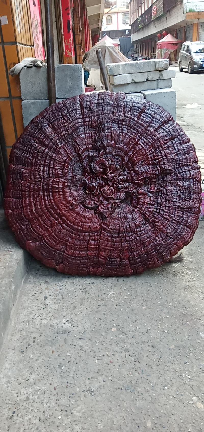 超大灵芝盆景摆件，镇宅之宝。