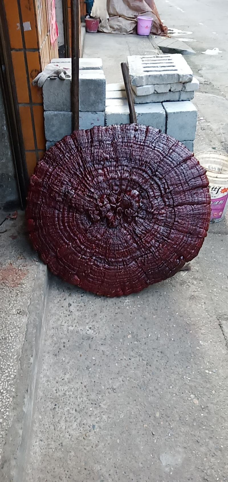 超大灵芝盆景摆件，镇宅之宝。