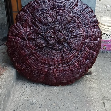 超大灵芝盆景摆件，镇宅之宝。