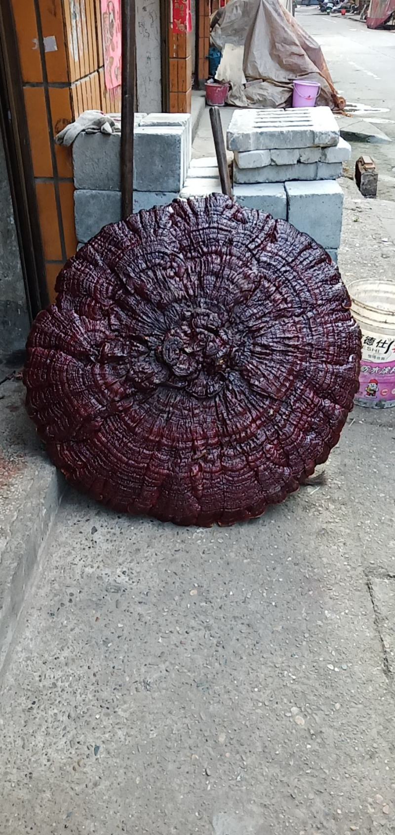 超大灵芝盆景摆件，镇宅之宝。