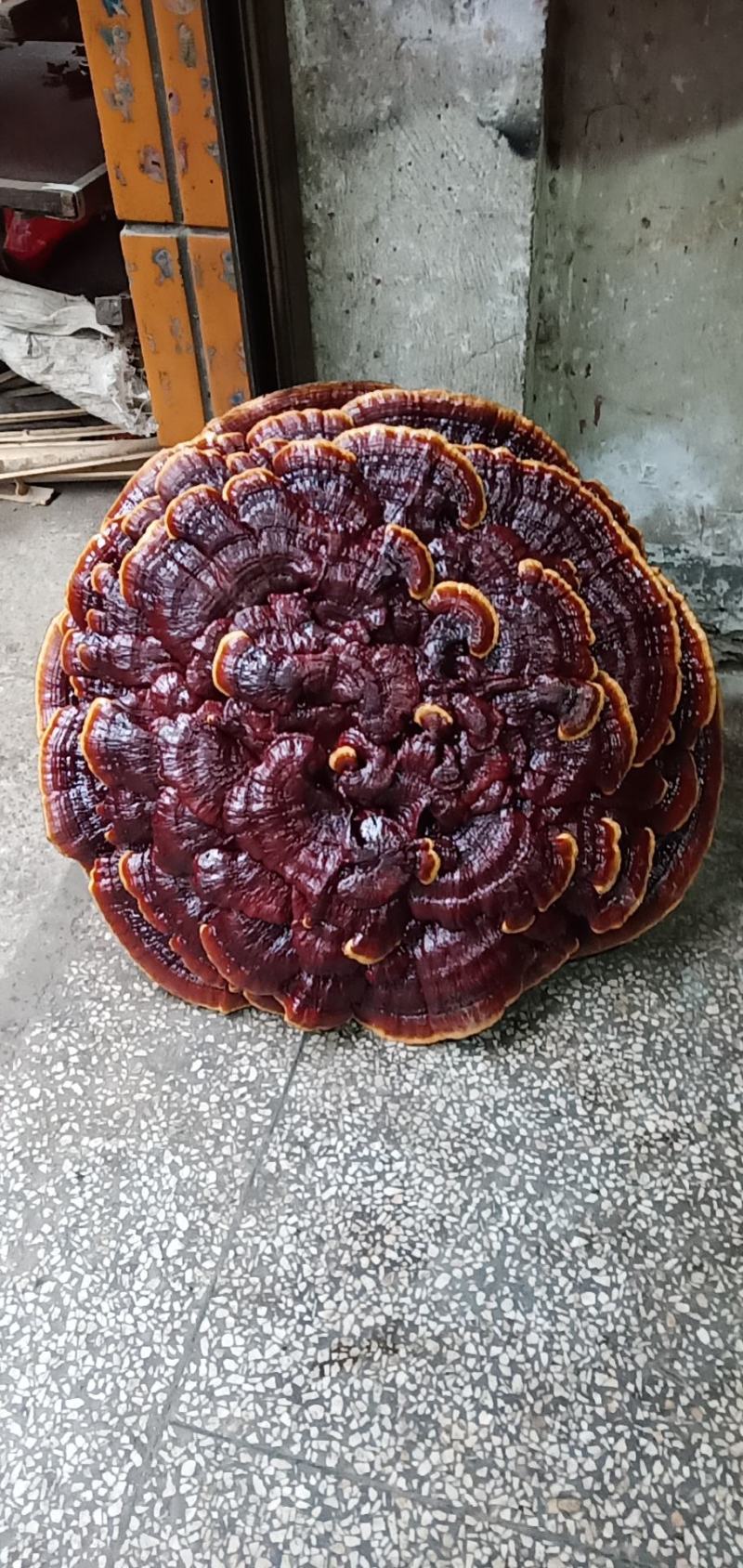 超大灵芝盆景摆件，镇宅之宝。