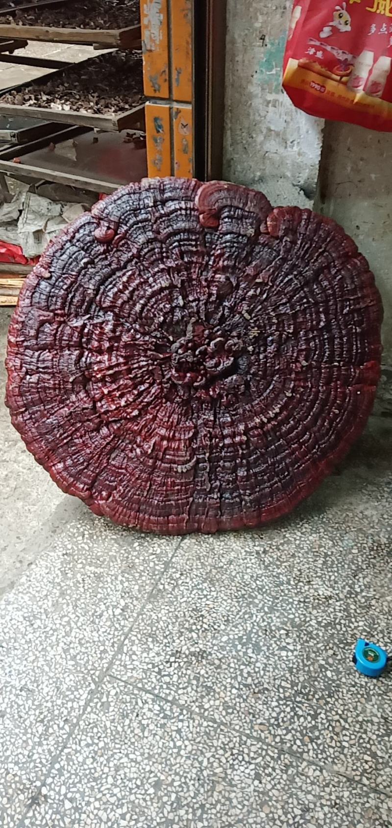 超大灵芝盆景摆件，镇宅之宝。