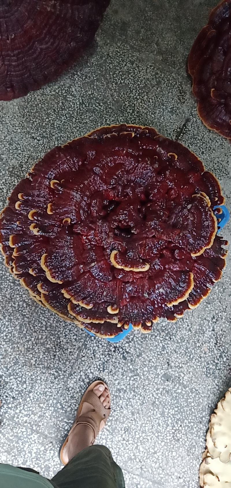 超大灵芝盆景摆件，镇宅之宝。