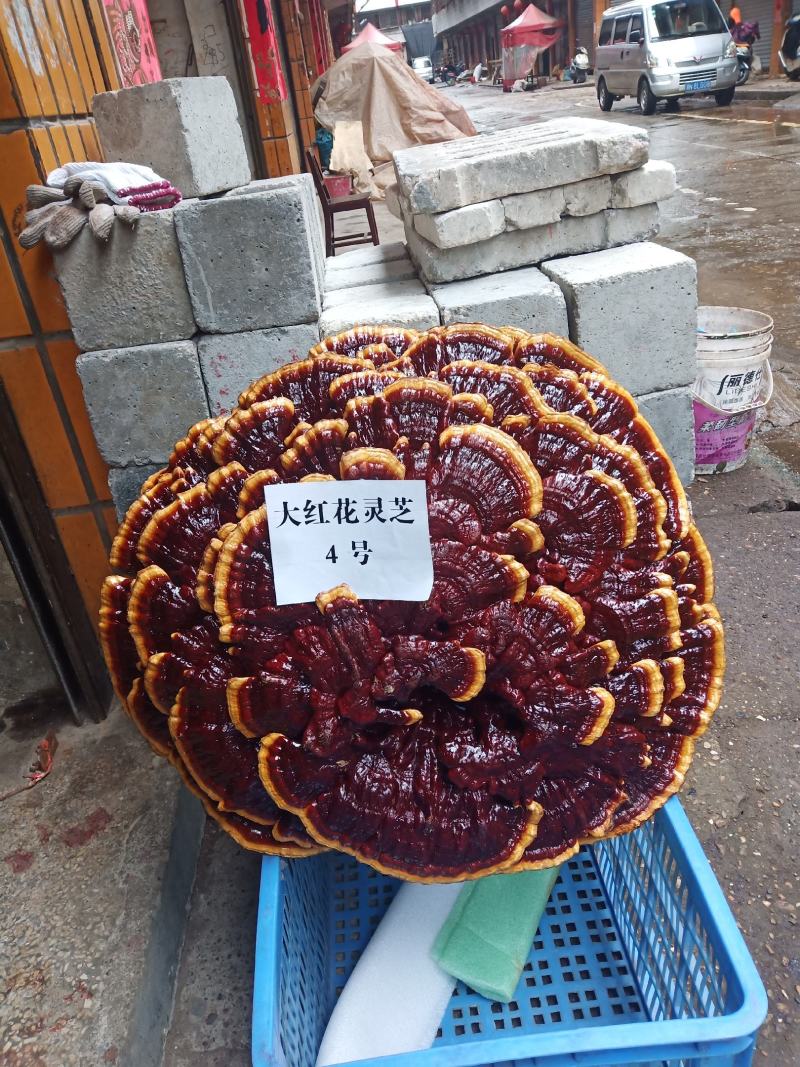 超大灵芝盆景摆件，镇宅之宝。