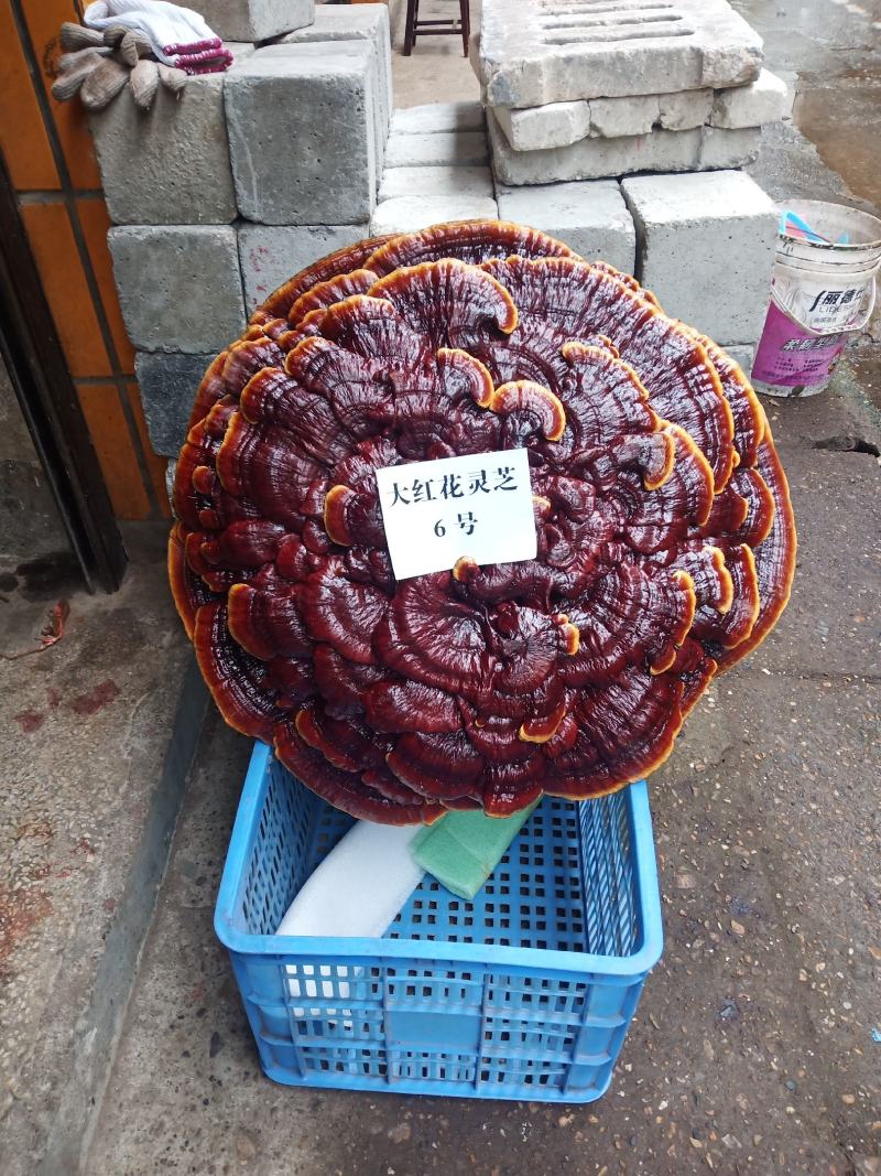 超大灵芝盆景摆件，镇宅之宝。