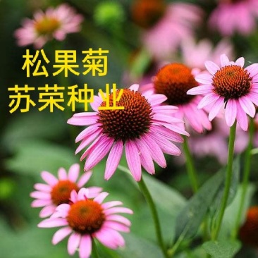 草原松果菊种子耐寒耐旱贫瘠耐热紫色松果菊种子