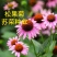 草原松果菊种子耐寒耐旱贫瘠耐热紫色松果菊种子