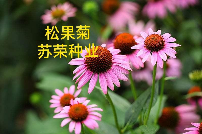 草原松果菊种子耐寒耐旱贫瘠耐热紫色松果菊种子