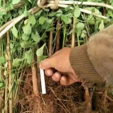大量出售优质青梅苗，1米2以上一块钱一颗，欢迎订购