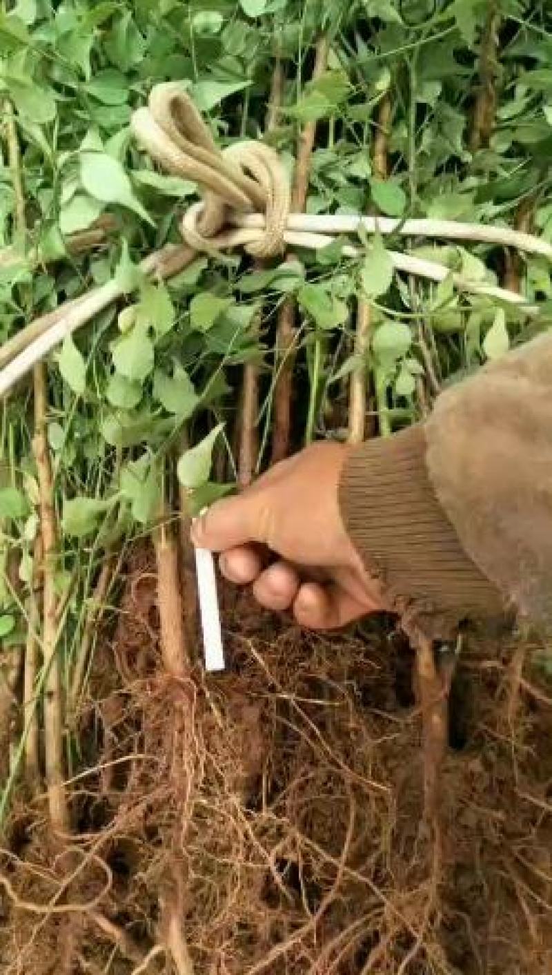 大量出售优质青梅苗，1米2以上一块钱一颗，欢迎订购