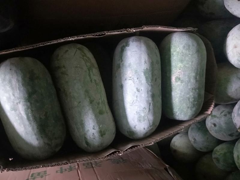 冬瓜水果冬瓜圆冬瓜开封冬瓜大量现货