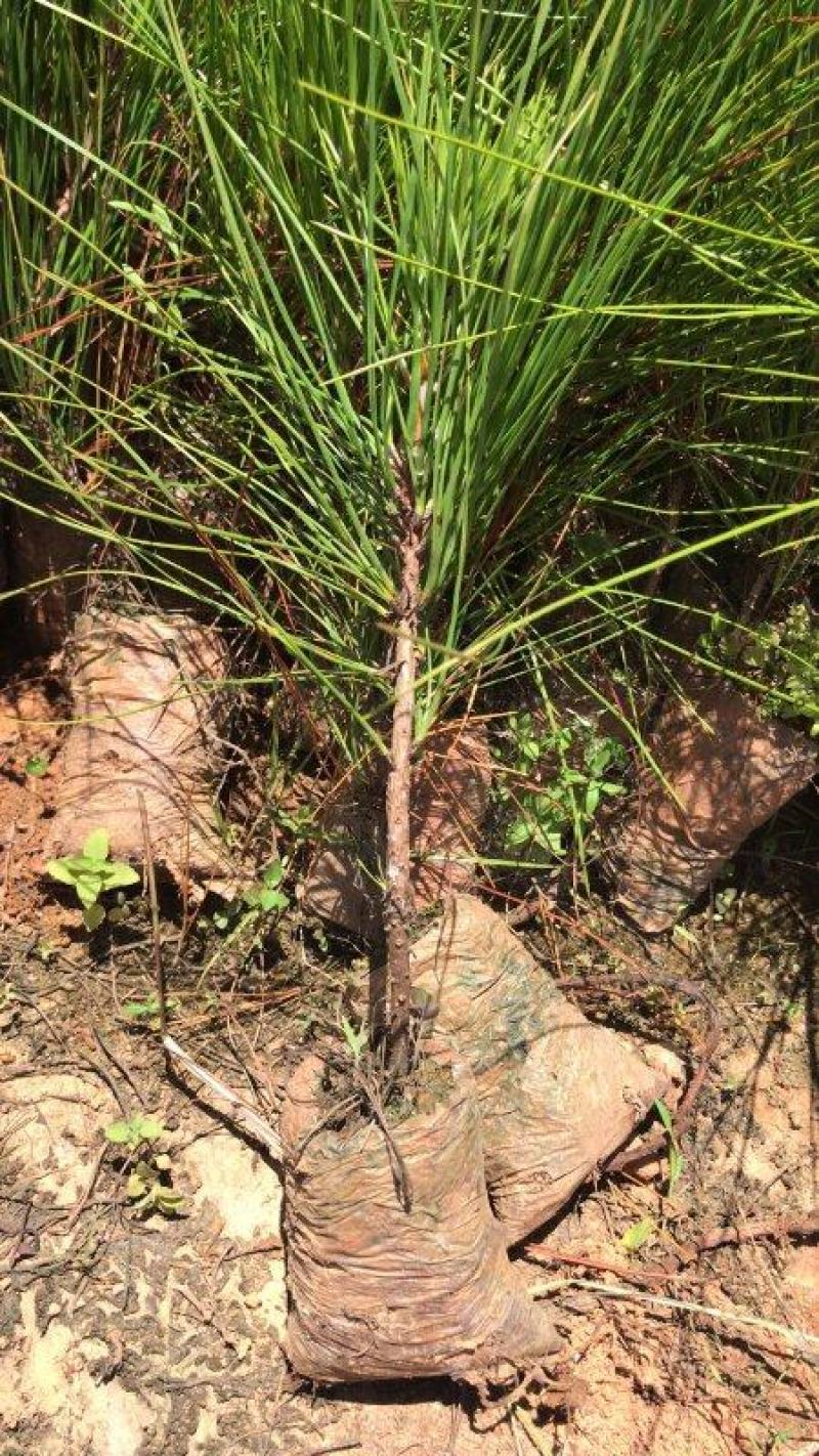 湿加松湿加加勒比松的杂交后代，松(Pinusellio