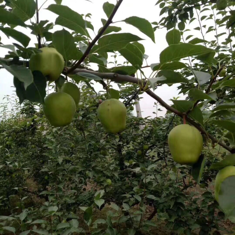 早酥梨自己种植今年特别好