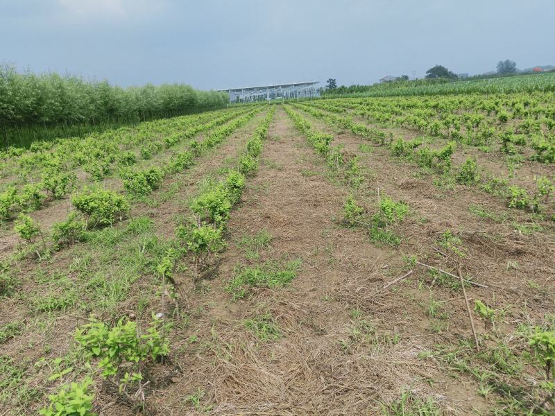 金银花苗包回收包技术高药效可以签合同，死苗补发