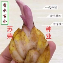 百合种球香水百合种球花卉植物大球四季开花