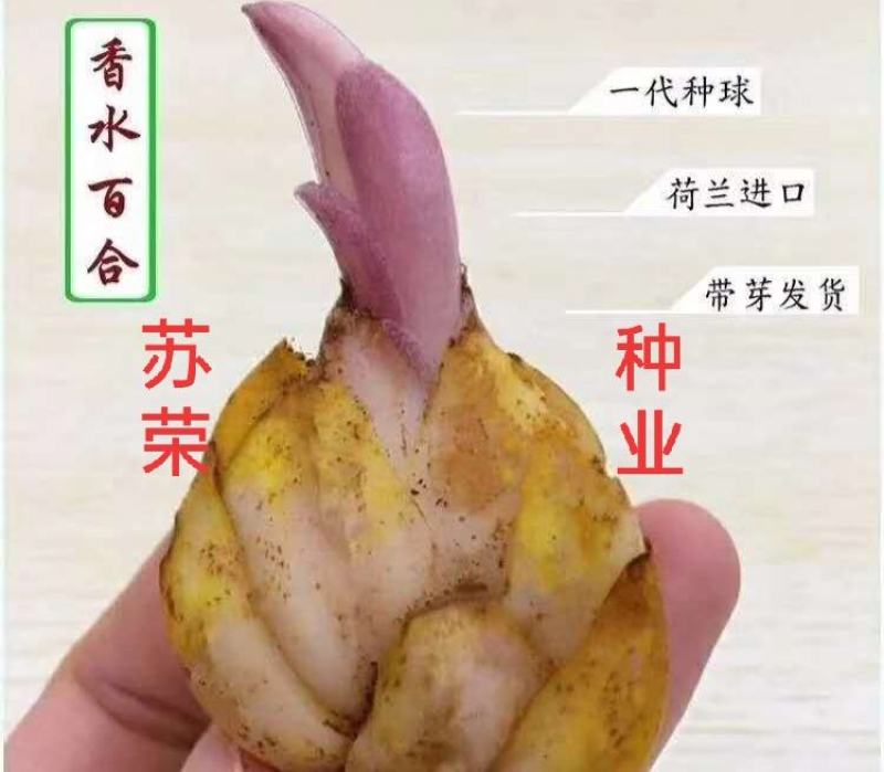 百合种球香水百合种球花卉植物大球四季开花