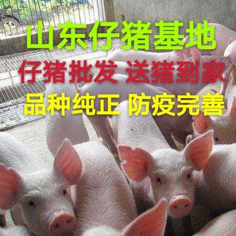 【品种纯正】三元仔猪防疫到位价格美丽包运输到家