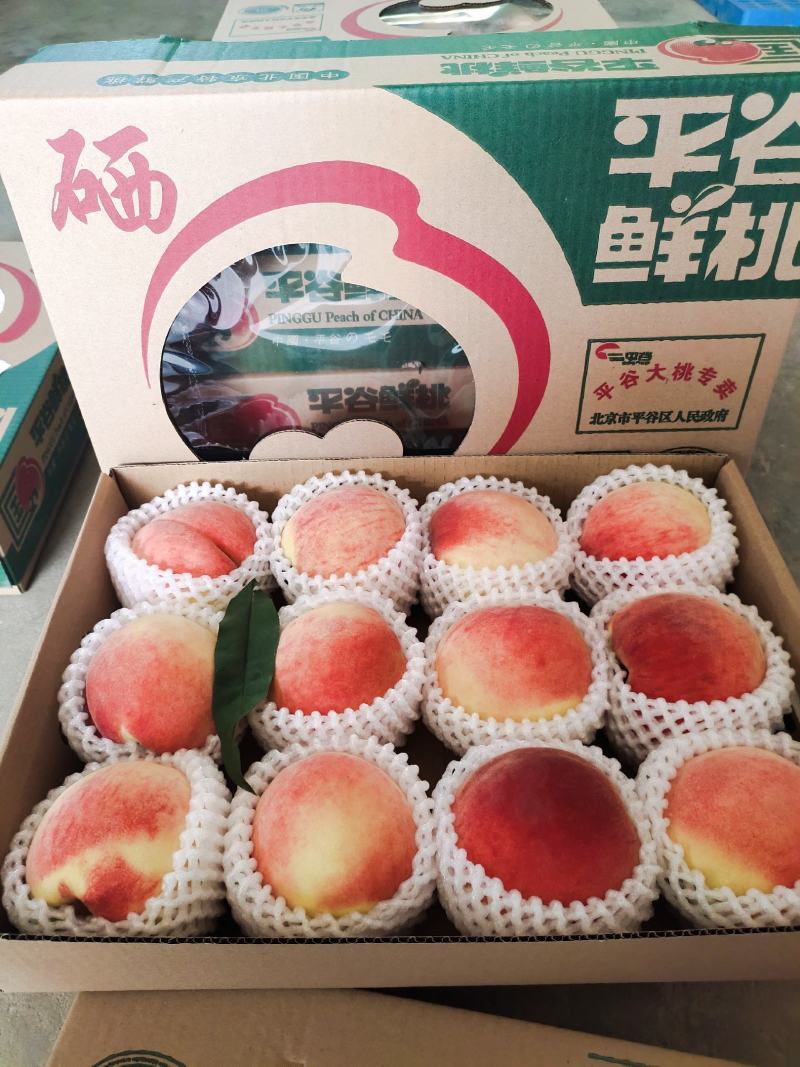 正宗北京平谷大桃早14号桃子脆甜品种果园直供批发水果店