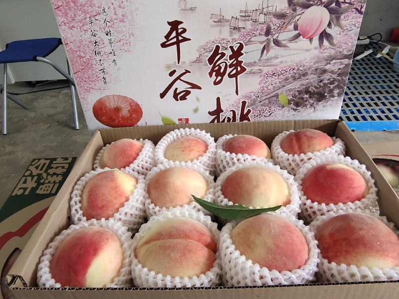 正宗北京平谷大桃早14号桃子脆甜品种果园直供批发水果店