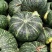 爱碧丝绿南瓜，甜栗包上车，价格优惠，小康全国代发