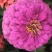 百日草花种子四季播种易活开花不断景观花海室外盆栽花卉种籽