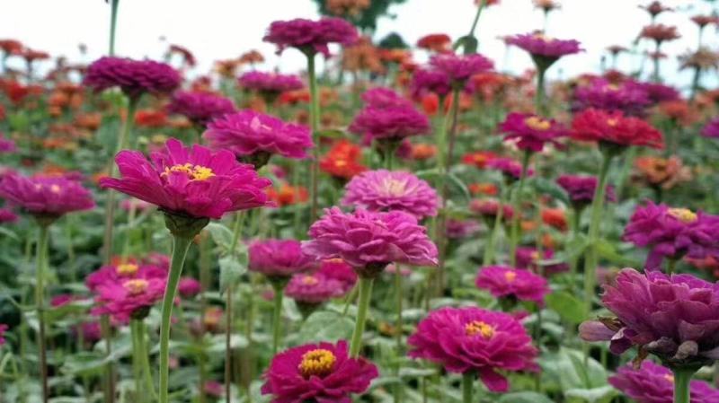 百日草花种子四季播种易活开花不断景观花海室外盆栽花卉种籽