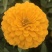 百日草花种子四季播种易活开花不断景观花海室外盆栽花卉种籽