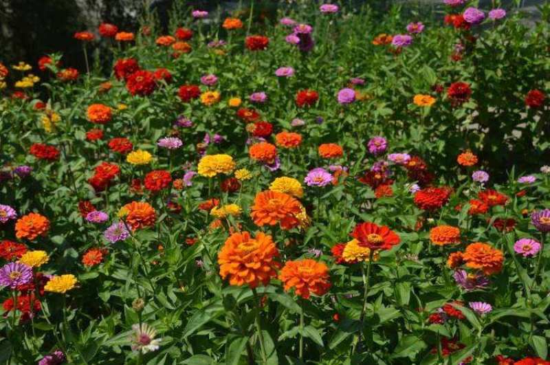 百日草花种子四季播种易活开花不断景观花海室外盆栽花卉种籽