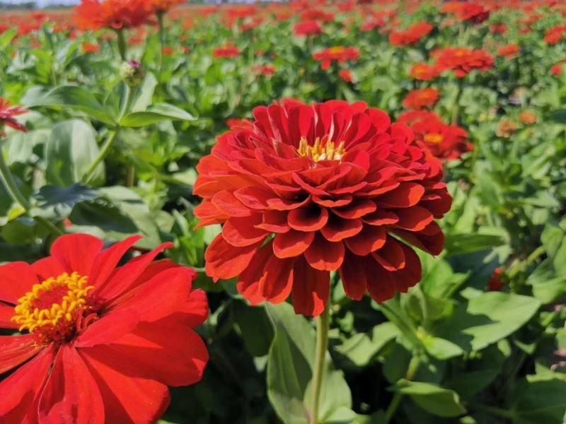 百日草花种子四季播种易活开花不断景观花海室外盆栽花卉种籽