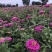 百日草花种子四季播种易活开花不断景观花海室外盆栽花卉种籽