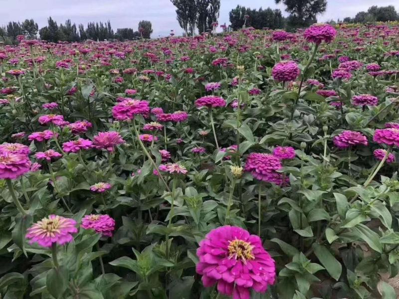 百日草花种子四季播种易活开花不断景观花海室外盆栽花卉种籽