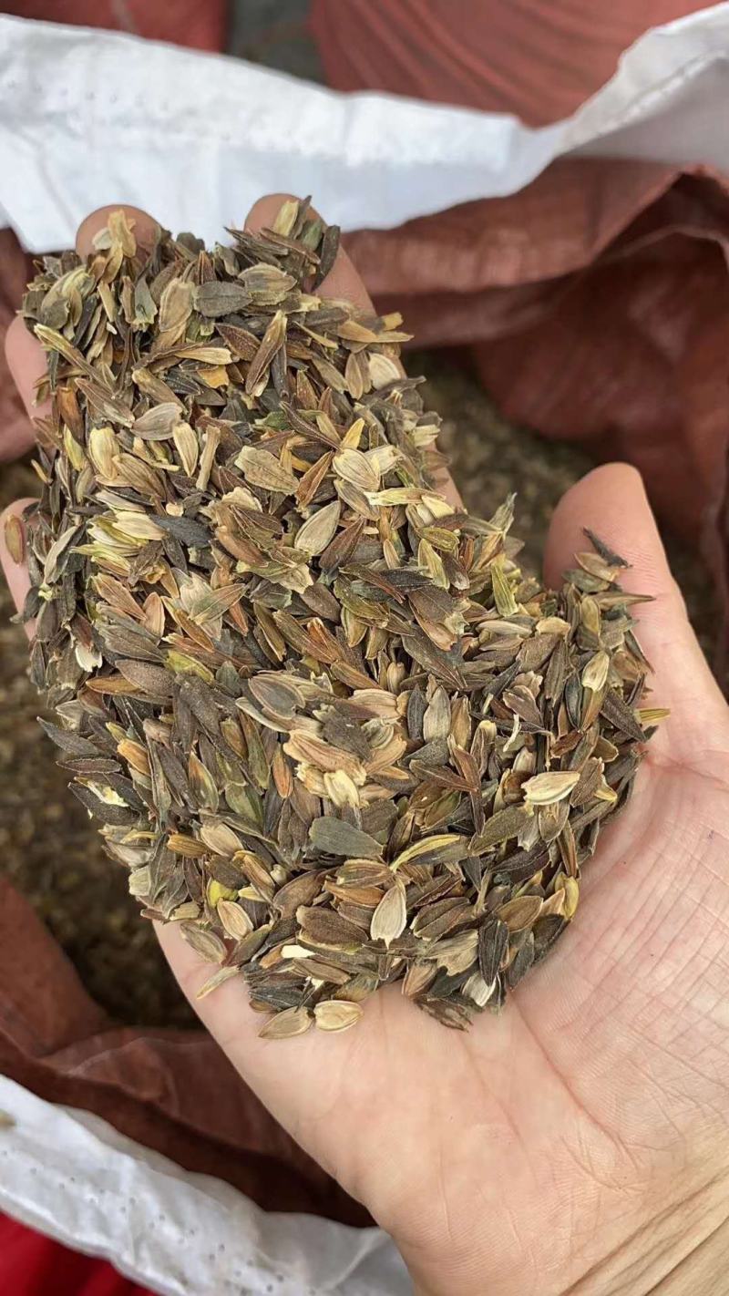 百日草花种子四季播种易活开花不断景观花海室外盆栽花卉种籽