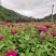 百日草花种子四季播种易活开花不断景观花海室外盆栽花卉种籽