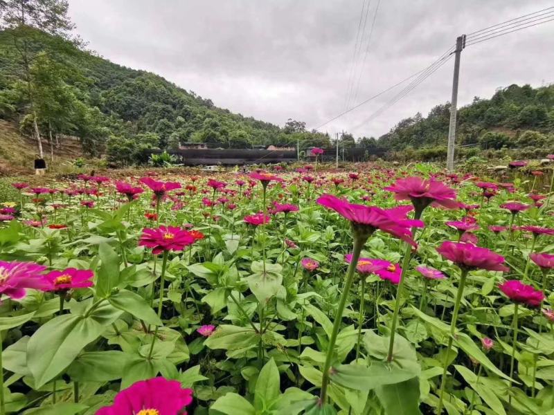 百日草花种子四季播种易活开花不断景观花海室外盆栽花卉种籽