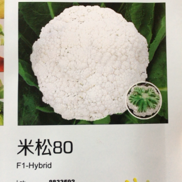 松花菜种子～米松80青梗菜白客商喜欢