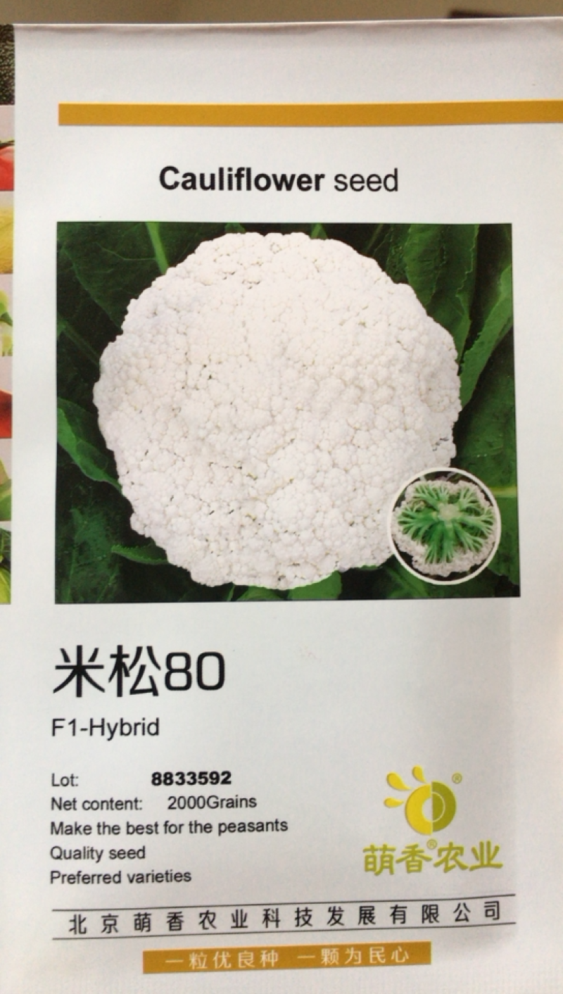 松花菜种子～米松80青梗菜白客商喜欢