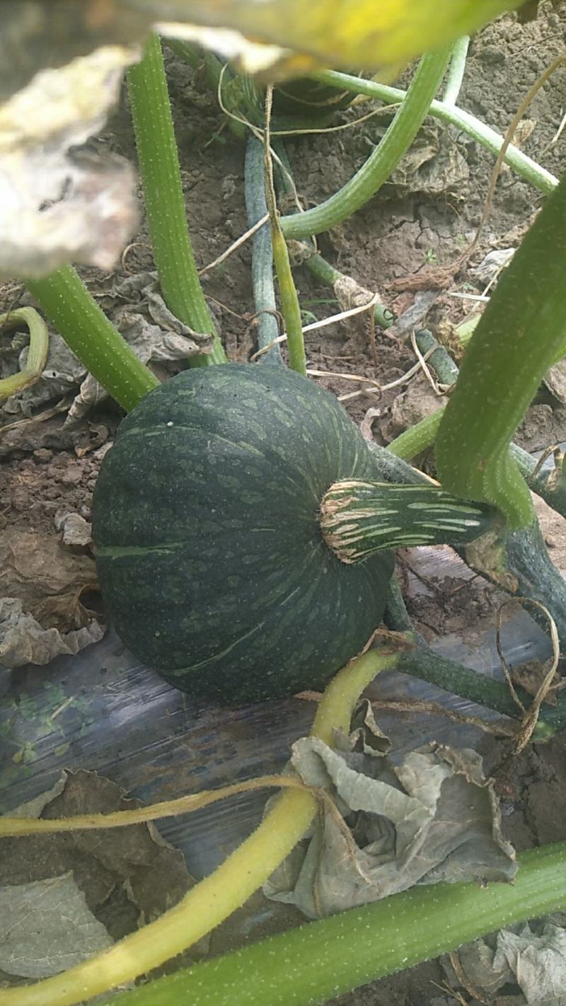 铁球子干栗南瓜宝栗南瓜