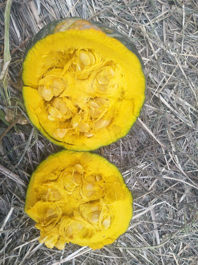 铁球子干栗南瓜宝栗南瓜