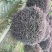 出售精品红继木球，冠幅1.2-1.6大，
