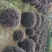 出售精品红继木球，冠幅1.2-1.6大，