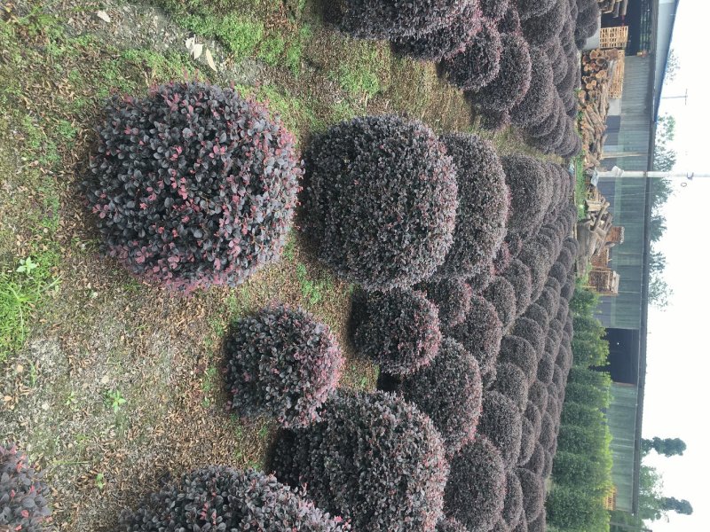 出售精品红继木球，冠幅1.2-1.6大，