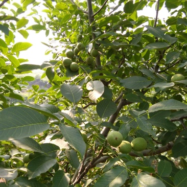 香玲青皮鲜核桃